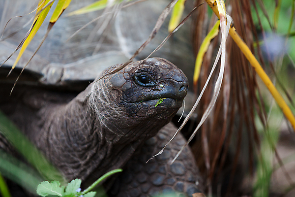 포토 JPG 해외이미지 동물 행복 야생동물 파충류 아프리카 자연 사람없음 야외 머리 맑음 껍질 거북이 보호 숲 큼 땅 에콰도르 갈라파고스 세이셸 느림 거인 남쪽 모리셔스 옛날 해외202105 해외포토 감정 나라 컨셉 날씨 신체부위 남아메리카 크기 방향 생태계 파일형식