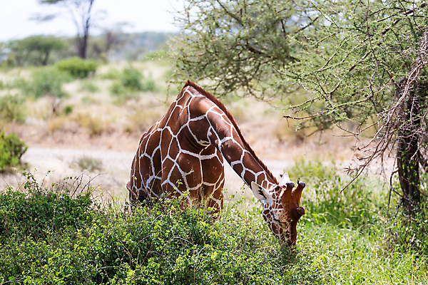 포토 JPG 해외이미지 나무 동물 야생동물 잎 패턴 포유류 아프리카 자연 하늘 초식동물 국립공원 서기 풍경 초원 사람없음 머리 걷기 점 보호 큼 혀 기린 목 사바나 세렝게티 수유 탄자니아 해외202105 해외포토 식물 공원 나라 컨셉 무늬 모션 신체부위 입 크기 생태계 파일형식