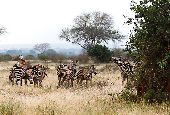 포토 JPG 해외이미지 동물 야생동물 패턴 포유류 아프리카 자연 초식동물 산 서기 초원 사람없음 야외 줄무늬 게임 보호 군중 망토 얼룩말 케냐 남쪽 사바나 탄자니아 해외202105 해외포토 나라 컨셉 무늬 모션 놀이 사람 말_동물 방향 생태계 파일형식