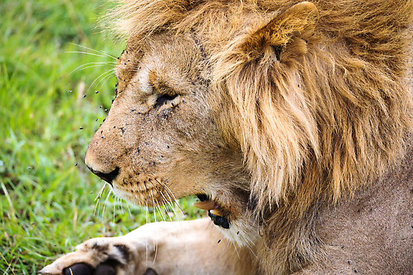 포토 JPG 해외이미지 동물 야생동물 포유류 아프리카 자연 휴식 사람없음 옆모습 머리 환경 위험 사자 큼 왕 육식동물 갈기 사냥꾼 케냐 사자자리 표범 남쪽 웅장함 해외202105 해외포토 직업 나라 뷰포인트 컨셉 신체부위 별자리 크기 방향 생태계 파일형식