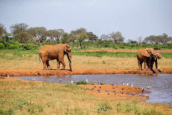 포토 JPG 해외이미지 동물 야생동물 포유류 가족 아프리카 자연 초식동물 코끼리 풍경 초원 사람없음 물 마시기 게임 구멍 보호 큼 5 케냐 남쪽 보츠와나 해외202105 해외포토 자연요소 나라 컨셉 관계 모션 놀이 숫자 크기 방향 생태계 파일형식