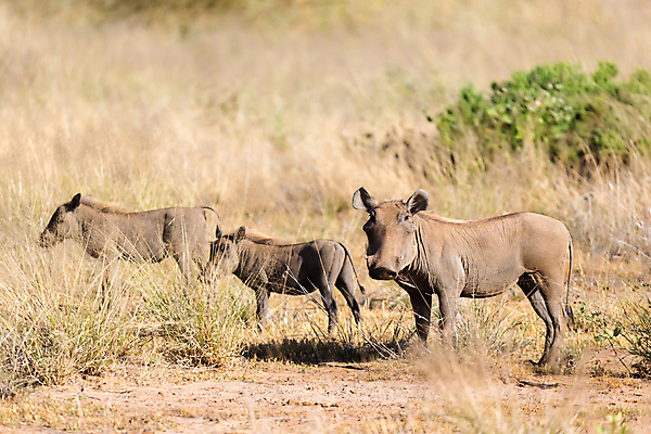 포토 JPG 해외이미지 동물 야생동물 포유류 아프리카 자연 초식동물 풍경 사람없음 야외 머리 게임 돼지 위험 큼 속도 갈기 케냐 남쪽 생태학 해외202105 해외포토 교육 나라 컨셉 놀이 신체부위 크기 방향 생태계 파일형식