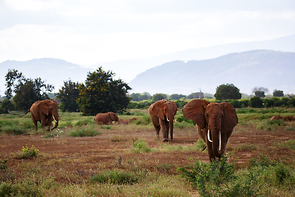 포토 JPG 해외이미지 동물 야생동물 포유류 가족 아프리카 자연 하늘 코끼리 풍경 초원 사람없음 야외 걷기 환경 아기 그룹 군중 큼 상아 케냐 사바나 탄자니아 해외202105 해외포토 나라 관계 모션 사람 크기 생태계 파일형식