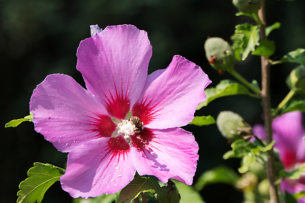 포토 JPG 해외이미지 식물 꽃잎 꽃 잎 꽃무늬 사람없음 야외 해외202105 해외포토 무늬 파일형식