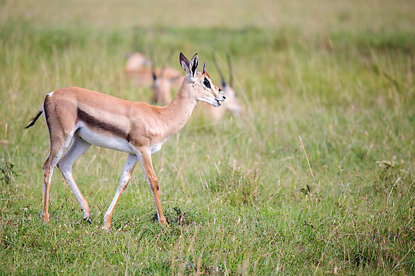 포토 JPG 해외이미지 동물 야생동물 포유류 아프리카 자연 초식동물 뿔 풍경 초원 사람없음 야외 게임 보호 영양 케냐 동쪽 가젤 사바나 세렝게티 탄자니아 평야 해외202105 해외포토 나라 컨셉 놀이 방향 생태계 파일형식