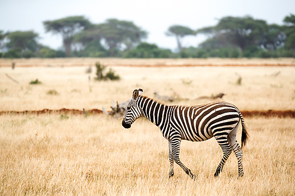 포토 JPG 해외이미지 동물 야생동물 패턴 포유류 아프리카 자연 초식동물 서기 사람없음 야외 줄무늬 게임 얼룩말 케냐 남쪽 사바나 해외202105 해외포토 나라 무늬 모션 놀이 말_동물 방향 생태계 파일형식