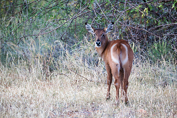포토 JPG 해외이미지 나무 식물 동물 야생동물 곡선 포유류 아프리카 자연 초식동물 사슴 뿔 풍경 초원 사람없음 야외 환경 달러 사막 게임 보호 속도 영양 서식지 남쪽 가젤 해외202105 해외포토 나라 선 컨셉 돈 놀이 방향 생태계 파일형식