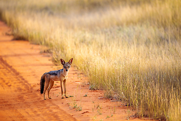 포토 JPG 해외이미지 동물 야생동물 포유류 아프리카 자연 아침 풍경 사람없음 야외 빛 사막 쌍 개 육식동물 사냥꾼 서식지 남쪽 나미비아 생태학 칼라하리 해외202105 해외포토 주간 직업 교육 나라 방향 생태계 남아프리카 파일형식