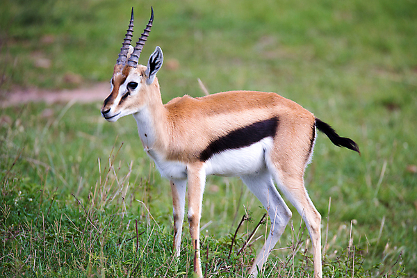 포토 JPG 해외이미지 동물 야생동물 포유류 아프리카 자연 초식동물 뿔 풍경 초원 사람없음 야외 게임 보호 영양 케냐 동쪽 가젤 사바나 세렝게티 탄자니아 평야 해외202105 해외포토 나라 컨셉 놀이 방향 생태계 파일형식