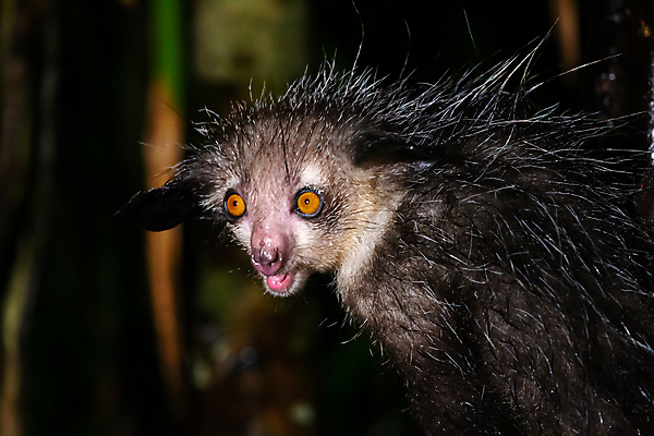 포토 JPG 해외이미지 나무 동물 야생동물 포유류 손가락 아프리카 자연 사람없음 나뭇가지 유령 야간 숲 무서움 악마 심볼 꼬리 코코넛 마다가스카르 여우원숭이 특별함 해외202105 해외포토 자연요소 식물 손 감정 나라 컨셉 과일 원숭이 생태계 파일형식