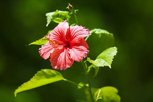 포토 JPG 해외이미지 나무 식물 꽃 분홍색 꽃무늬 자연 사람없음 빨간색 장미 정원 벚꽃 개화 원예 해외202105 해외포토 컬러 무늬 취미 생태계 파일형식