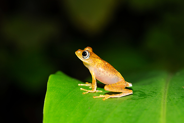 포토 JPG 해외이미지 나무 동물 야생동물 잎 아프리카 자연 열대 국립공원 개구리 양서류 사람없음 빨간색 물 뜨거움 숲 멀리 마다가스카르 결석 해외202105 해외포토 자연요소 식물 공원 나라 컬러 생태계 파일형식