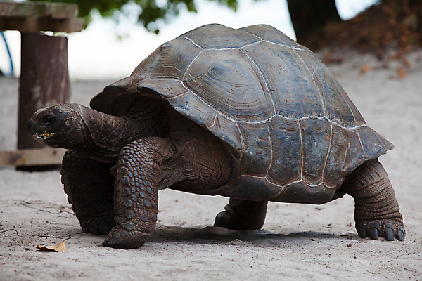 포토 JPG 해외이미지 동물 야생동물 모래 바다 포유류 파충류 아프리카 자연 미소 웃음 풍경 사람없음 야외 파란색 맑음 자유 껍질 거북이 큼 세이셸 느림 거인 갑옷 로스앤젤레스 해외202105 해외포토 나라 컬러 컨셉 날씨 표정 미국 보호장비 크기 생태계 파일형식