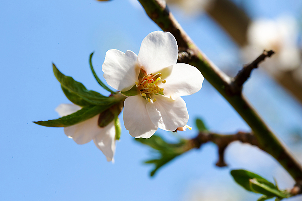 포토 JPG 해외이미지 나무 식물 꽃잎 꽃 분홍색 꽃무늬 과일 자연 하늘 새로움 사람없음 야외 파란색 빛 정원 맑음 벚꽃 나뭇가지 개화 체리 4월 5월 원예 아로마 꽃가루 아몬드 처음 해외202105 해외포토 컬러 컨셉 무늬 날씨 취미 견과류 날짜 가루 생태계 파일형식