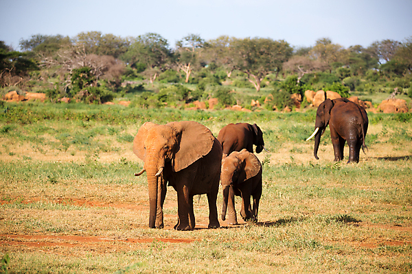 포토 JPG 해외이미지 주간 나무 동물 야생동물 포유류 가족 아프리카 자연 초식동물 코끼리 풍경 사람없음 야외 빨간색 그룹 군중 위험 큼 귀 5 상아 케냐 사바나 해외202105 해외포토 자연요소 식물 나라 컬러 컨셉 관계 사람 신체부위 숫자 크기 생태계 파일형식
