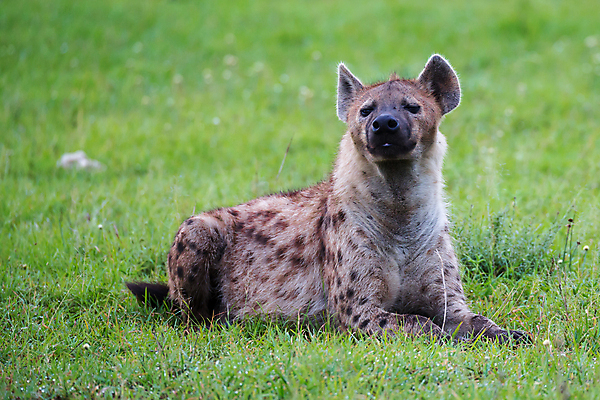 포토 JPG 해외이미지 동물 1 야생동물 포유류 아프리카 자연 웃음 사람없음 야외 사막 게임 점 위험 육식동물 사냥꾼 케냐 남쪽 사바나 잠비아 해외202105 해외포토 직업 나라 컨셉 놀이 표정 방향 생태계 파일형식
