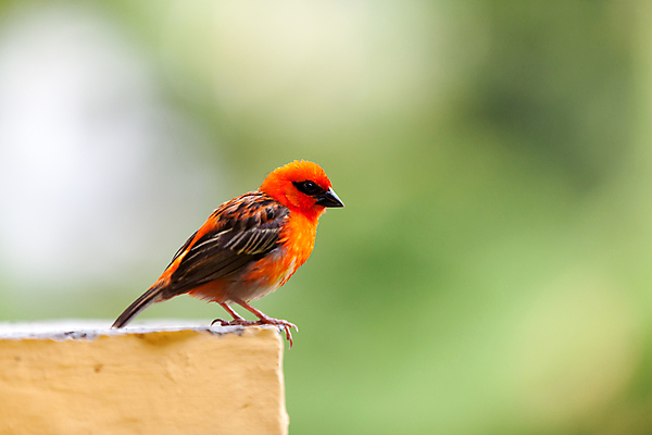포토 JPG 해외이미지 나무 식물 동물 야생동물 아프리카 자연 조류 미술 사람없음 빨간색 머리 참새 동쪽 세이셸 마다가스카르 해외202105 해외포토 나라 컬러 문화예술 신체부위 방향 생태계 파일형식
