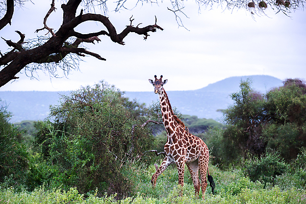 포토 JPG 해외이미지 나무 동물 1 야생동물 포유류 아프리카 자연 하늘 초식동물 풍경 초원 성인 사람없음 야외 빛 보호 기린 지역 케냐 사바나 초식 탄자니아 해외202105 해외포토 식물 나라 컨셉 사람 생태계 파일형식