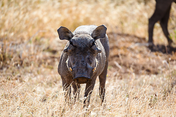 포토 JPG 해외이미지 동물 야생동물 포유류 아프리카 자연 초식동물 사람없음 야외 머리 게임 돼지 위험 케냐 남쪽 보츠와나 사바나 생태학 세렝게티 탄자니아 해외202105 해외포토 교육 나라 컨셉 놀이 신체부위 방향 생태계 파일형식