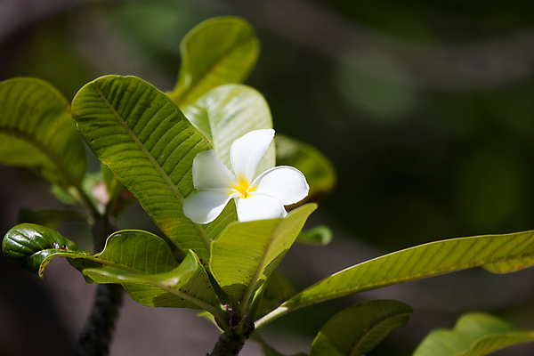 포토 JPG 해외이미지 나무 식물 꽃잎 꽃 행복 꽃무늬 자연 사람없음 야외 정원 스파 낭만 벚꽃 우아함 심볼 남쪽 바닐라 하와이인 해외202105 해외포토 외국인 감정 컨셉 무늬 방향 생태계 파일형식
