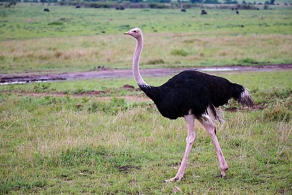 포토 JPG 해외이미지 동물 야생동물 밭 아프리카 자연 조류 사람없음 야외 달리기 걷기 환경 사막 큼 속도 부리 목 케냐 타조 남쪽 사바나 세렝게티 탄자니아 해외202105 해외포토 나라 농업 모션 신체부위 크기 방향 생태계 파일형식