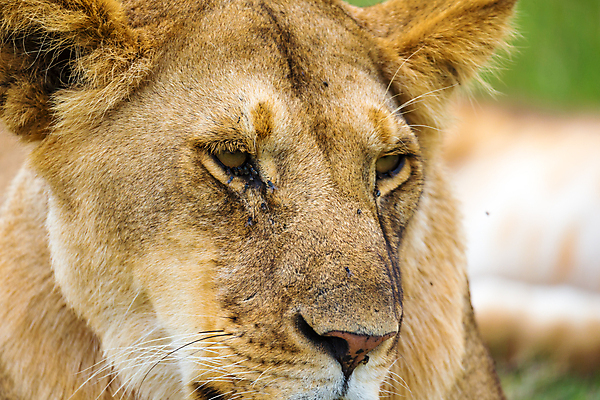 포토 JPG 해외이미지 동물 야생동물 새끼 포유류 아프리카 자연 휴식 피곤 사람없음 머리 침묵 꿈 잠 위험 사자 큼 왕 심볼 육식동물 갈기 사냥꾼 케냐 사자자리 표범 거짓말 암사자 우간다 해외202105 해외포토 직업 나라 컨셉 신체부위 소리 별자리 크기 암컷 생태계 파일형식