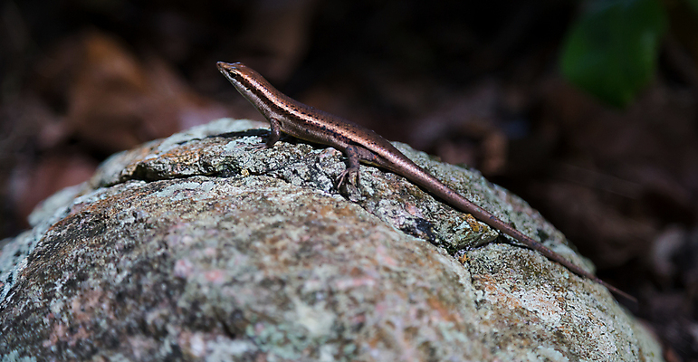 포토 JPG 해외이미지 동물 야생동물 파충류 자연 사람없음 야외 물 태양 광선 용 뜨거움 꼬리 도마뱀 장면 갈라파고스 서식지 심각 오지 해외202105 해외포토 자연요소 컨셉 생태계 에콰도르 파일형식