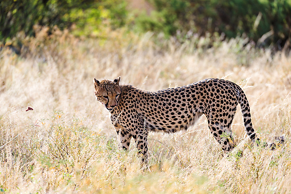 포토 JPG 해외이미지 동물 야생동물 포유류 아프리카 자연 앉기 사람없음 관찰 점 위험 큼 속도 사냥 육식동물 사냥꾼 케냐 치타 표범 남쪽 사바나 세렝게티 재규어 탄자니아 해외202105 해외포토 직업 나라 컨셉 모션 크기 방향 생태계 파일형식