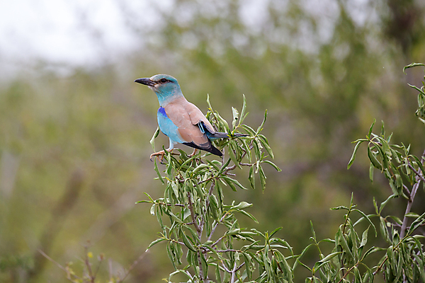 포토 JPG 해외이미지 나무 식물 동물 아이콘 꽃 야생동물 날개 자연 조류 사람없음 야외 환경 관찰 깃털 부리 케냐 남쪽 수유 아마 해외202105 해외포토 모션 아프리카 방향 생태계 파일형식