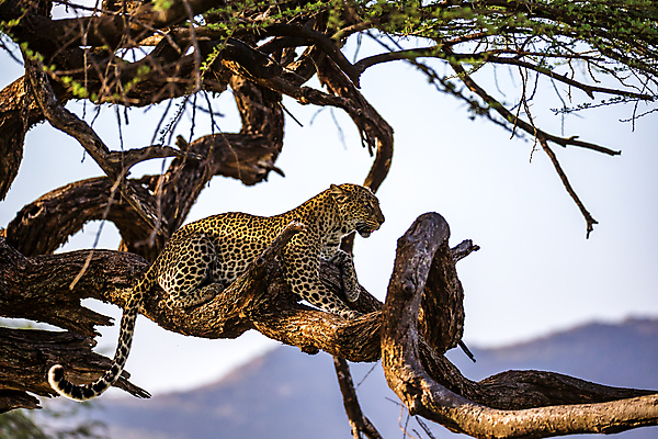 포토 JPG 해외이미지 나무 동물 야생동물 포유류 아프리카 자연 하늘 아침 휴식 풍경 사람없음 야외 빛 게임 점 큼 육식동물 사냥꾼 표범 남쪽 거짓말 보츠와나 해외202105 해외포토 주간 식물 직업 나라 컨셉 놀이 크기 방향 생태계 파일형식
