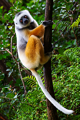 포토 JPG 해외이미지 나무 동물 야생동물 포유류 아프리카 자연 국립공원 사람없음 야외 보호 숲 실크 호기심 마다가스카르 여우원숭이 초식 해외202105 해외포토 식물 공원 감정 나라 컨셉 원숭이 직물 생태계 파일형식