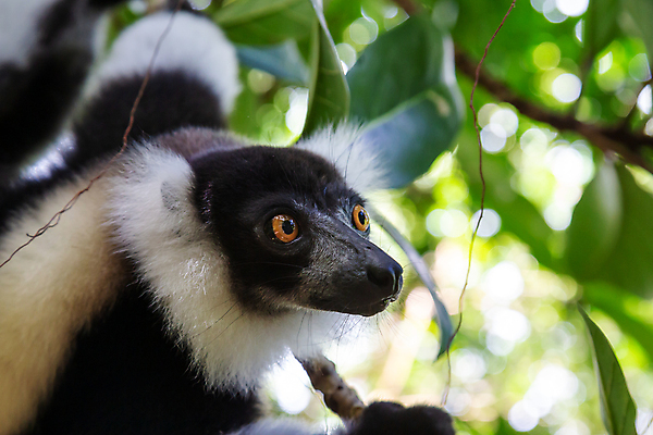 포토 JPG 해외이미지 나무 동물 야생동물 포유류 아프리카 자연 사람없음 원숭이 숲 열대우림 유인원 마다가스카르 여우원숭이 해외202105 해외포토 멸종위기종 식물 나라 생태계 파일형식