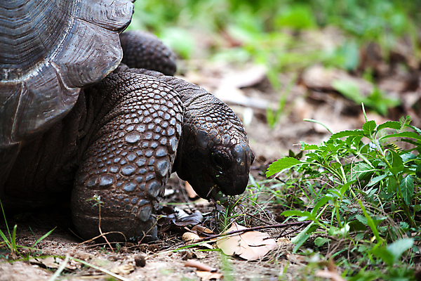 포토 JPG 해외이미지 동물 행복 야생동물 파충류 아프리카 자연 사람없음 야외 머리 맑음 껍질 거북이 보호 숲 큼 땅 에콰도르 갈라파고스 세이셸 느림 거인 남쪽 모리셔스 옛날 해외202105 해외포토 감정 나라 컨셉 날씨 신체부위 남아메리카 크기 방향 생태계 파일형식