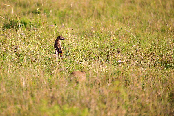 포토 JPG 해외이미지 동물 야생동물 포유류 아프리카 자연 앉기 사람없음 관찰 점 위험 큼 속도 사냥 육식동물 사냥꾼 케냐 표범 남쪽 사바나 세렝게티 재규어 탄자니아 해외202105 해외포토 직업 나라 컨셉 모션 크기 방향 생태계 파일형식