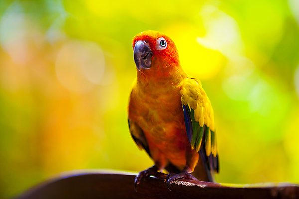 포토 JPG 해외이미지 동물 1 야생동물 무지개 날개 자연 조류 멕시코 앉기 사람없음 빨간색 파란색 반려동물 깃털 부리 앵무새 해외202105 해외포토 자연요소 컬러 북아메리카 모션 생태계 파일형식