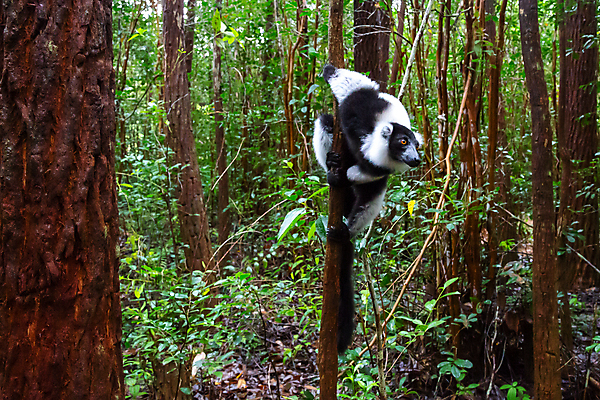 포토 JPG 해외이미지 나무 동물 야생동물 포유류 아프리카 자연 앉기 사람없음 원숭이 관찰 숲 마다가스카르 여우원숭이 해외202105 해외포토 식물 나라 모션 생태계 파일형식