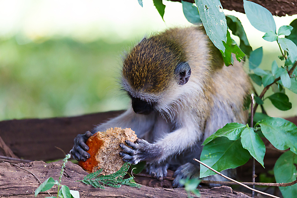 포토 JPG 해외이미지 나무 식물 동물 야생동물 과일 포유류 아프리카 자연 함께함 앉기 사람없음 야외 나뭇가지 원숭이 사과 케냐 서식지 테마 뺏기 해외202105 해외포토 나라 컨셉 모션 생태계 파일형식