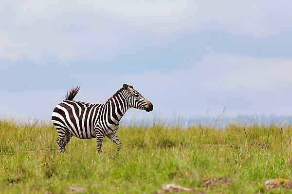 포토 JPG 해외이미지 동물 야생동물 패턴 밭 포유류 아프리카 자연 초식동물 서기 풍경 초원 사람없음 야외 줄무늬 게임 그룹 군중 방목 얼룩말 케냐 동쪽 남쪽 사바나 세렝게티 탄자니아 해외202105 해외포토 나라 무늬 농업 모션 놀이 사람 말_동물 축산업 방향 생태계 파일형식
