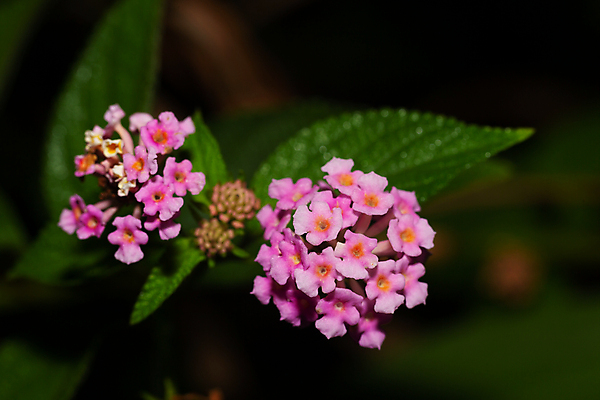 포토 JPG 해외이미지 나무 식물 꽃 꽃다발 잎 꽃무늬 아프리카 자연 풍경 사람없음 야외 빨간색 유행 정원 성장 벚꽃 개화 상록수 마다가스카르 알로하 해외202105 해외포토 나라 컬러 무늬 인사 생태계 파일형식