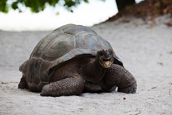 포토 JPG 해외이미지 동물 야생동물 모래 바다 포유류 파충류 아프리카 자연 미소 웃음 풍경 사람없음 야외 파란색 맑음 자유 껍질 거북이 큼 세이셸 느림 거인 갑옷 로스앤젤레스 해외202105 해외포토 나라 컬러 컨셉 날씨 표정 미국 보호장비 크기 생태계 파일형식
