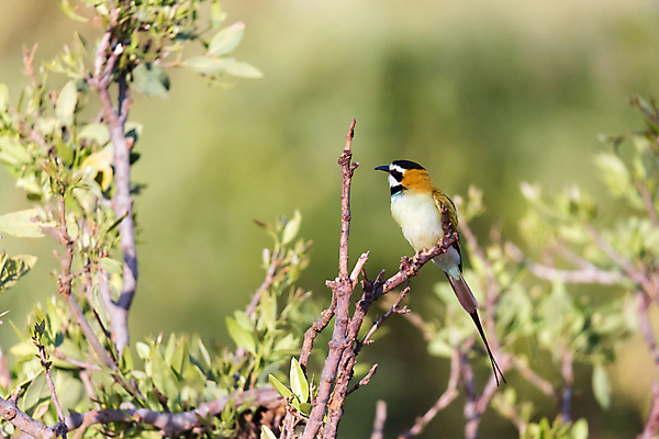 포토 JPG 해외이미지 동물 아시아 야생동물 무지개 아프리카 자연 조류 사람없음 야외 빨간색 파란색 정원 운전 자유 게임 나뭇가지 깃털 부리 지역 케냐 해외202105 해외포토 자연요소 나무 나라 컬러 컨셉 모션 놀이 생태계 파일형식