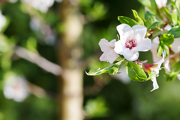 포토 JPG 해외이미지 나무 식물 꽃 분홍색 잎 꽃무늬 자연 하늘 사람없음 야외 파란색 태양 정원 맑음 벚꽃 나뭇가지 개화 체리 해외202105 해외포토 자연요소 컬러 무늬 과일 날씨 생태계 파일형식