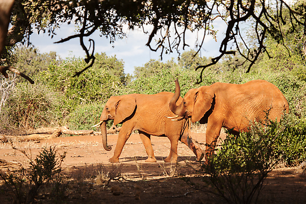포토 JPG 해외이미지 동물 야생동물 가족 아프리카 자연 엄마 코끼리 풍경 초원 사람없음 걷기 아기 그룹 떨어짐 군중 큼 귀 케냐 남쪽 사바나 해외202105 해외포토 나라 컨셉 포유류 관계 모션 사람 신체부위 크기 방향 생태계 파일형식