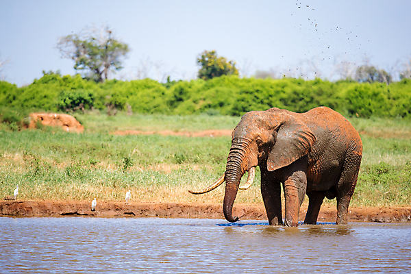 포토 JPG 해외이미지 동물 야생동물 포유류 가족 아프리카 자연 초식동물 코끼리 풍경 초원 사람없음 물 마시기 게임 구멍 보호 큼 5 케냐 남쪽 보츠와나 해외202105 해외포토 자연요소 나라 컨셉 관계 모션 놀이 숫자 크기 방향 생태계 파일형식