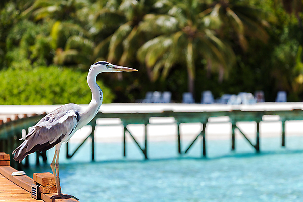 포토 JPG 해외이미지 동물 1 야생동물 모래 바다 자연 조류 하늘 아침 서기 풍경 사람없음 물 파란색 환경 회색 인도인 왜가리 휴양지 서식지 남쪽 해외202105 해외포토 주간 자연요소 외국인 컬러 모션 동양인 장소 방향 생태계 파일형식