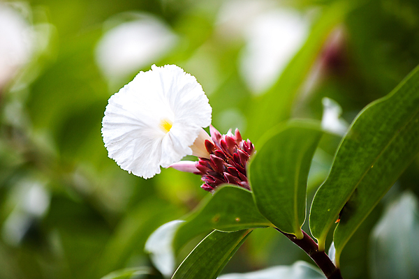 포토 JPG 해외이미지 식물 꽃 잎 꽃무늬 자연 선물 사람없음 정원 보라색 벚꽃 해외202105 해외포토 컬러 무늬 생태계 파일형식