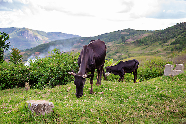 포토 JPG 해외이미지 동물 아프리카 자연 뿔 육류 풍경 초원 사람없음 야외 농장 계곡 가축 우유 시골 소 군중 농부 방목 황소 산악지대 마다가스카르 밭일 해외202105 해외포토 직업 나라 농업 식재료 포유류 유제품 산 사람 축산업 생태계 파일형식