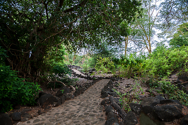 포토 JPG 해외이미지 나무 식물 도로 길 아프리카 자연 하늘 건조 풍경 초원 사람없음 야외 빨간색 파란색 맑음 사막 뜨거움 보호 케냐 아카시아 사바나 생태학 서쪽 해외202105 해외포토 교육 나라 컬러 컨셉 교통시설 날씨 방향 생태계 파일형식