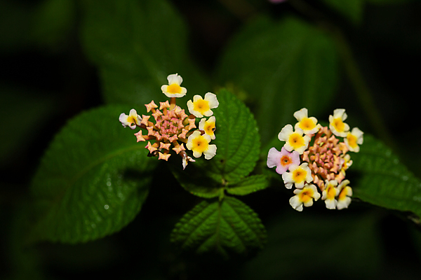 포토 JPG 해외이미지 나무 식물 꽃 꽃다발 잎 꽃무늬 아프리카 자연 풍경 사람없음 야외 빨간색 유행 정원 성장 벚꽃 개화 상록수 마다가스카르 알로하 해외202105 해외포토 나라 컬러 무늬 인사 생태계 파일형식