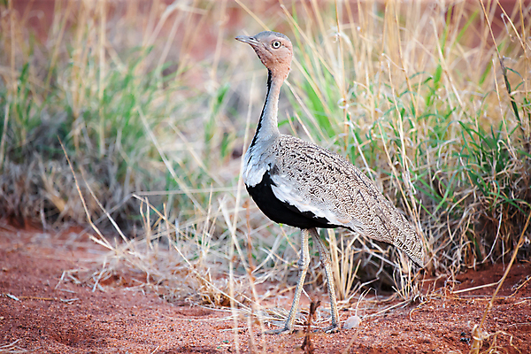 포토 JPG 해외이미지 나무 동물 야생동물 날개 아프리카 자연 조류 사람없음 야외 파란색 빛 나뭇가지 관찰 보호 케냐 해외202105 해외포토 식물 나라 컬러 컨셉 모션 생태계 파일형식